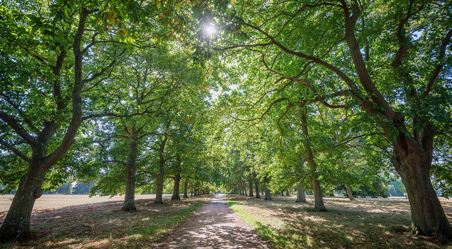 Canford School Arboretum